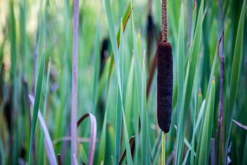 cattail reed pond