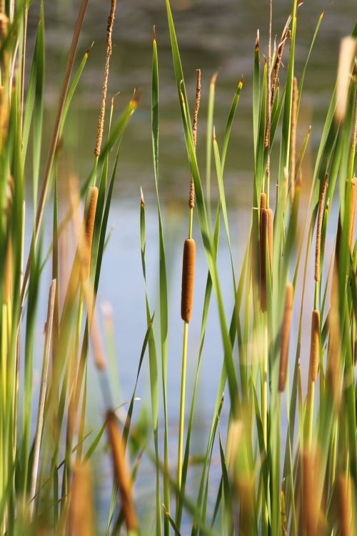 cattail pond nature