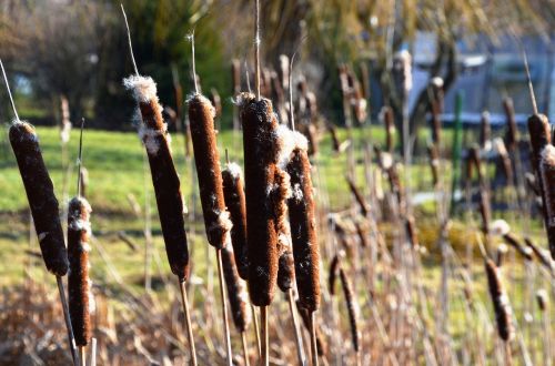 cattail reed typha