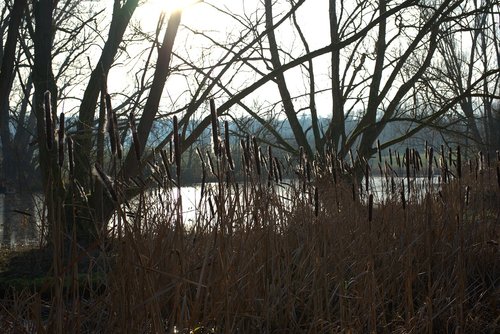 cattail  water  sun