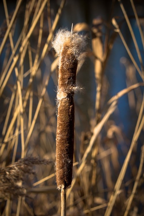 cattail  cigar  spring