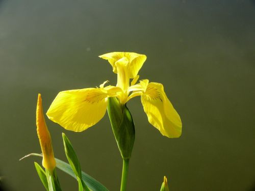 cattail pond flower