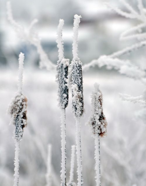 cattails winter snow