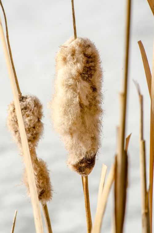 cattails cattail reeds