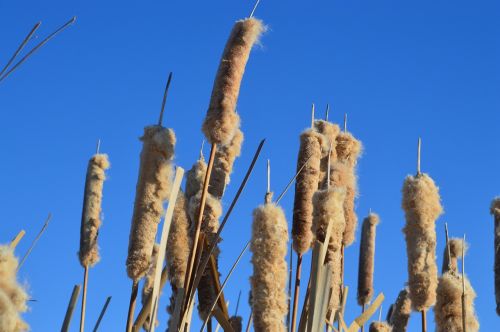 cattails blue sky reeds
