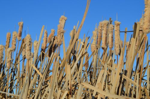 cattails blue sky reeds