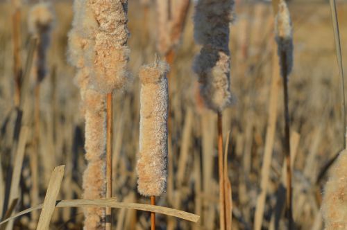 cattails reeds nature