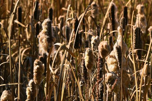 cattails reeds bulrush