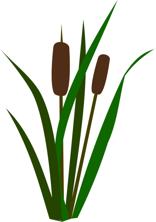 cattails  bulrush  marsh