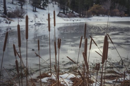 cattails plants river