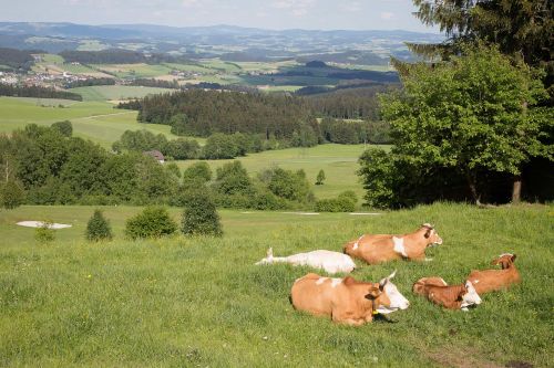 cattle landscape mühlenviertel