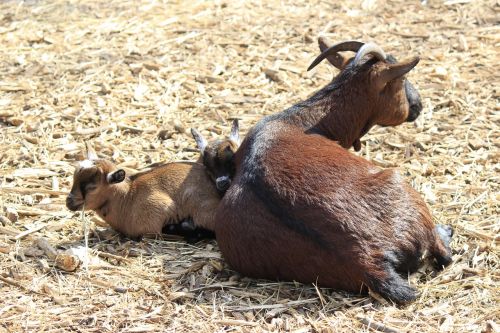 cattle goat zoo