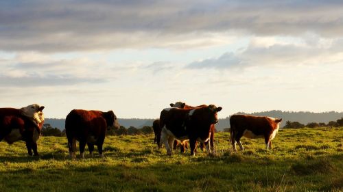 cattle sunset landscape landscape