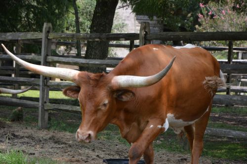 cattle long horn bull