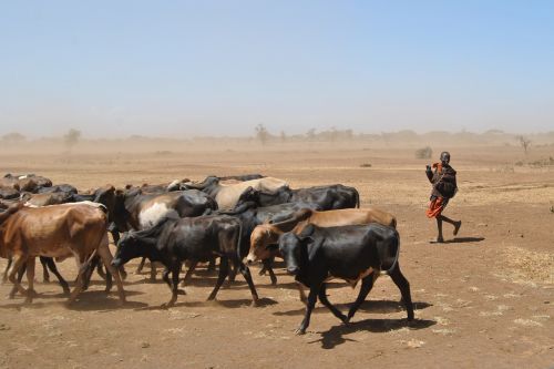 cattle drought africa