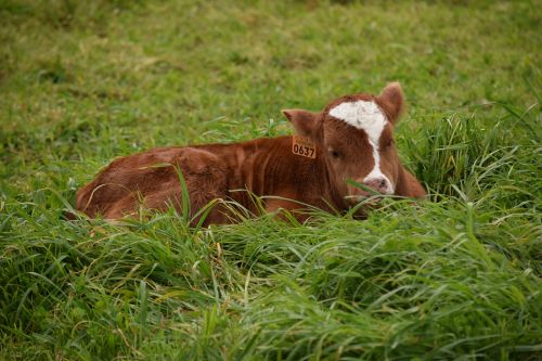cattle calf newborn