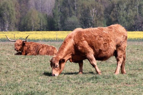 cattle cows pasture