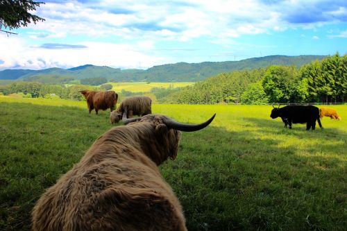 cattle cows highland beef