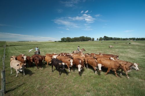 cattle boi field