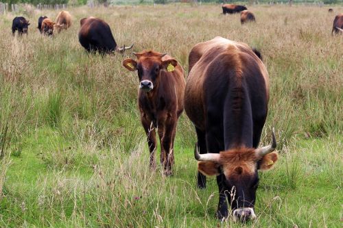 cattle cows pasture