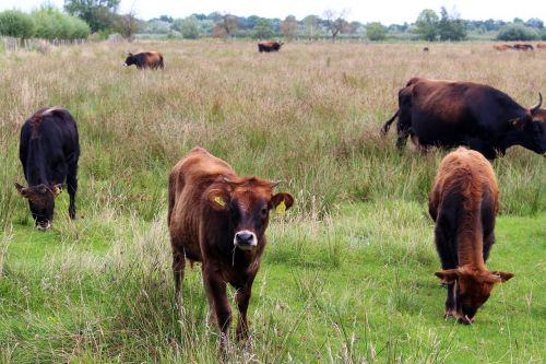 cattle cows pasture