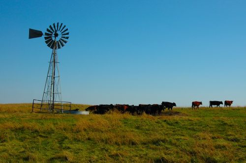 cattle prairie wind