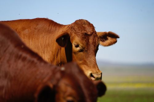 cattle farm agriculture