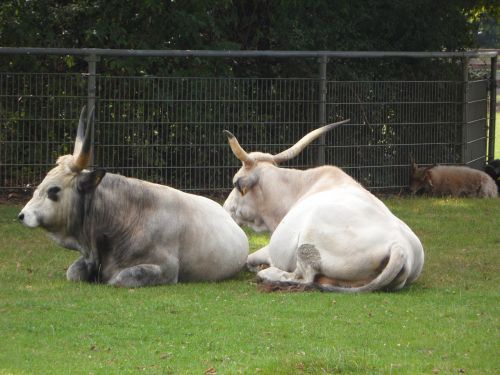cattle pasture zoo