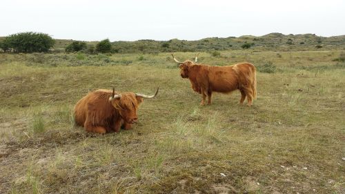 cattle dunes holland
