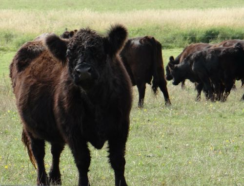 cattle galloway beef animals