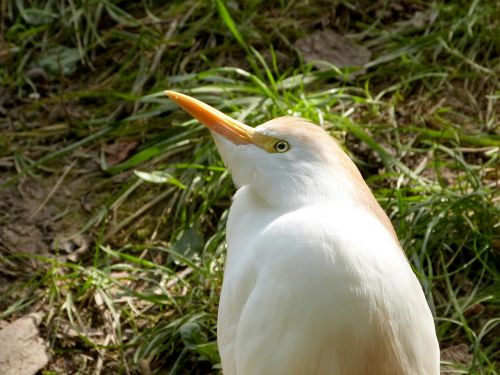 cattle egret heron