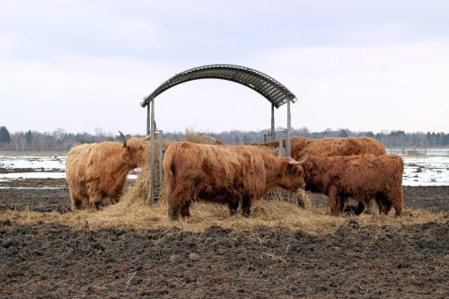 cattle hay manger