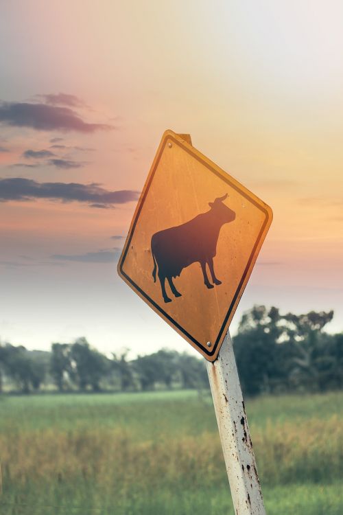 cattle livestock roadsign