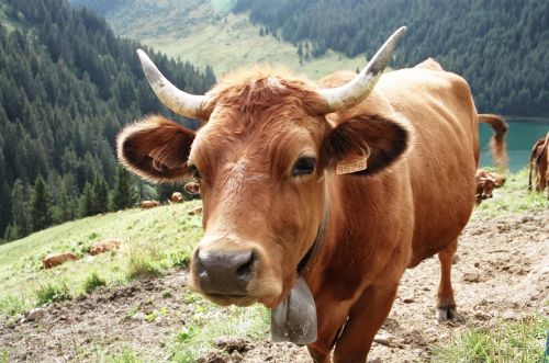 cattle animals cow tarentaise