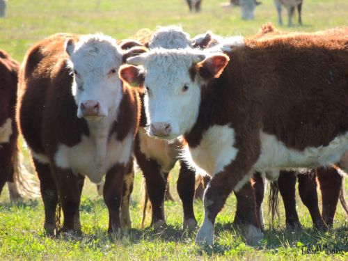 cattle boi hereford