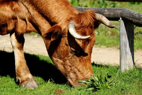 cattle horns rocio spain