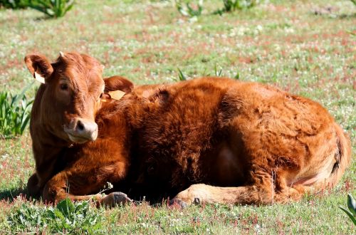 cattle rocio spain resting