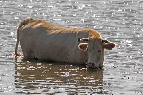 cattle river manzanares spain