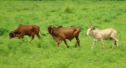 cattle gir breed