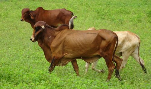 cattle gir breed