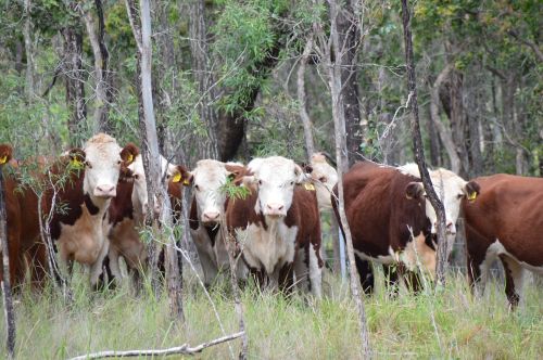 cattle curiosity rural