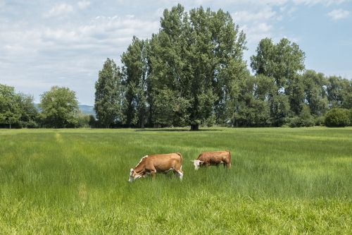 cattle bull juicy pasture