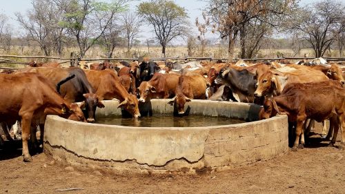 cattle water trough livestock