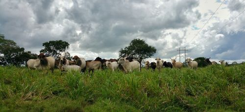cattle farm animals horns
