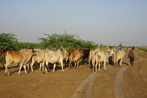 cattle cows herd