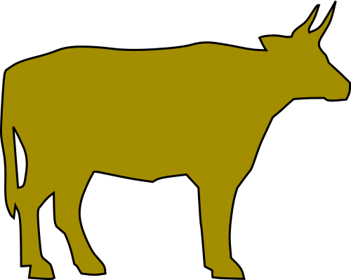 cattle farm cow