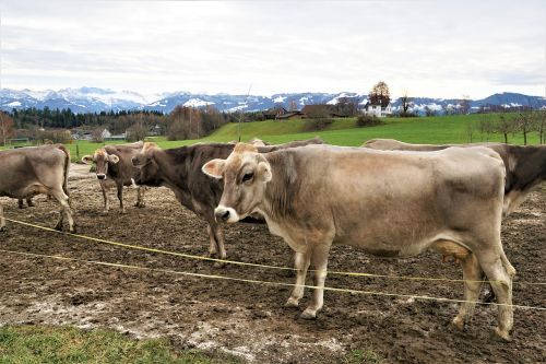 cattle mammal cow