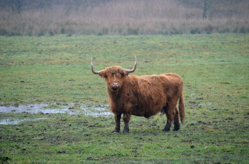 cattle agriculture mammal