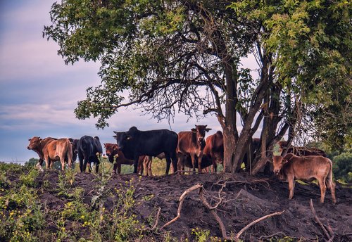 cattle  flock  cows