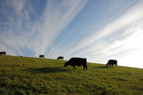 cattle pasture grazing